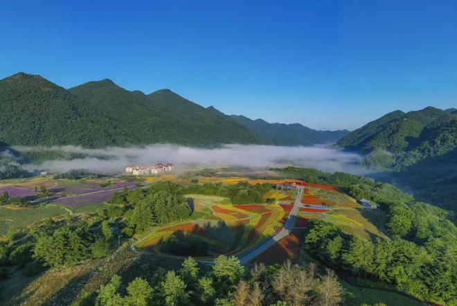 饭”中的“粗茶”巫溪老鹰茶！麻将胡了书记县长答丨“粗茶淡(图3)