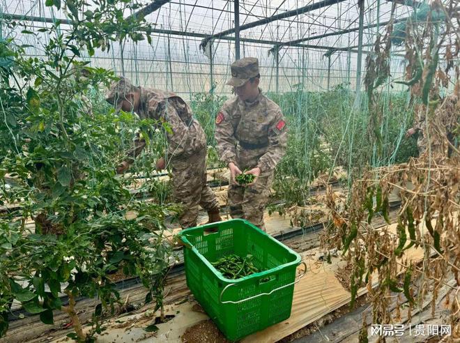 人武部助力骆家桥村辣椒基地秋收麻将胡了民兵助农秋收！清镇市(图2)